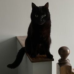 Подробнее об объявлении «Пропал кот Загорянский» Фото: пропала кошка  «Пропал кот Загорянский» в г. Загорянский