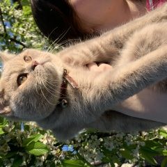 Подробнее об объявлении «Пропал котик Белореченск» Фото: пропала кошка Британская короткошерстная кошка «Пропал котик Белореченск» в г. Белореченск