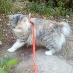 Подробнее об объявлении «Хабаровск Пропала кошка» Фото: пропала кошка Курильский бобтейл «Хабаровск Пропала кошка» в г. Хабаровск