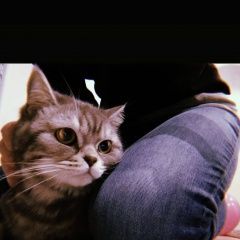 Подробнее об объявлении «Пропала кошка Полтава» Фото: пропала кошка  «Пропала кошка Полтава» в г. Полтава