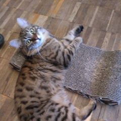 Подробнее об объявлении «Пропал кот -двух лет Москва» Фото: пропала кошка Сибирская «Пропал кот -двух лет Москва» в г. Москва