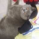 Подробнее об объявлении «Улан-Удэ Пропал кот» Фото: пропала кошка Британская короткошерстная «Улан-Удэ Пропал кот» в г. Улан-Удэ