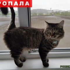 Подробнее об объявлении «Иваново Пропала кошка» Фото: пропала кошка  «Иваново Пропала кошка» в г. Иваново