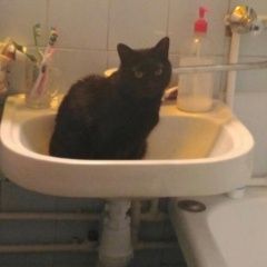 Подробнее об объявлении «Пропал кот Москва» Фото: пропала кошка  «Пропал кот Москва» в г. Москва