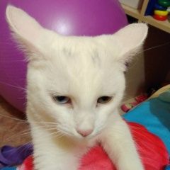 Подробнее об объявлении «Тула Пропала кошка любимая кошка» Фото: пропала кошка  «Тула Пропала кошка любимая кошка» в г. Тула