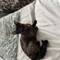 Подробнее об объявлении «Пропала кошка порода бурма Москва» Фото: пропала кошка Бурма «Пропала кошка порода бурма Москва» в г. Москва