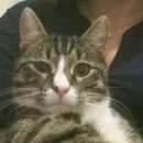 Подробнее об объявлении «Пропал кот Череповец» Фото: пропала кошка  «Пропал кот Череповец» в г. Череповец