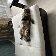 Подробнее об объявлении «Химки Пропала кошка» Фото: пропала кошка Сибирская кошка «Химки Пропала кошка» в г. Химки