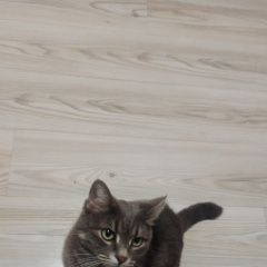 Подробнее об объявлении «Пропала кошка 29. 01 Ростов-на-Дону» Фото: пропала кошка  «Пропала кошка 29. 01 Ростов-на-Дону» в г. Ростов-на-Дону
