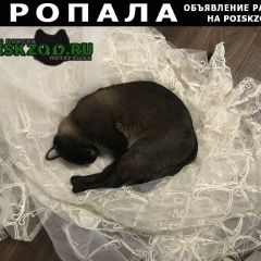 Подробнее об объявлении «Нижний Новгород Пропал кот у кота хвостик крючком» Фото: пропала кошка Сиамская «Нижний Новгород Пропал кот у кота хвостик крючком» в г. Нижний Новгород