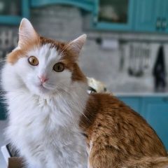Подробнее об объявлении «Дубна Пропал кот ик» Фото: пропала кошка  «Дубна Пропал кот ик» в г. Дубна