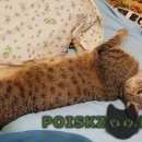 Подробнее об объявлении «Конаково Пропал кот» Фото: пропала кошка Пикси-боб «Конаково Пропал кот» в г. Конаково