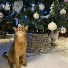 Подробнее об объявлении «Пропал кот Ростов-на-Дону» Фото: пропала кошка Абиссинская кошка «Пропал кот Ростов-на-Дону» в г. Ростов-на-Дону