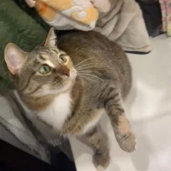 Подробнее об объявлении «Пропала кошка потерялась в районе д. аксеново, городс Фряново» Фото: пропала кошка  «Пропала кошка потерялась в районе д. аксеново,...» в г. Фряново