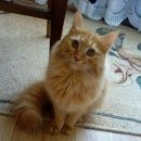 Подробнее об объявлении «Нижний Новгород Пропала кошка» Фото: пропала кошка  «Нижний Новгород Пропала кошка» в г. Нижний Новгород
