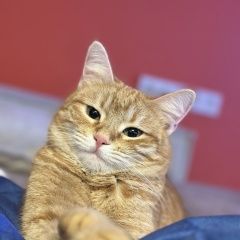 ����: ������� �����  ���������� ������� ����� �������� ����� ���������� � �. ���������