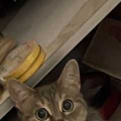 Подробнее об объявлении «Москва Пропала кошка потерялась кошечка» Фото: пропала кошка  «Москва Пропала кошка потерялась кошечка» в г. Москва