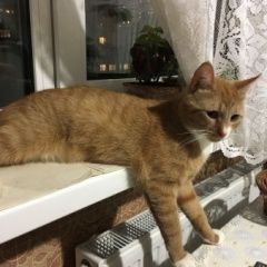 Подробнее об объявлении «Пропал кот Санкт-Петербург» Фото: пропала кошка  «Пропал кот Санкт-Петербург» в г. Санкт-Петербург