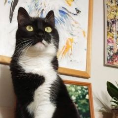 Подробнее об объявлении «Пропала кошка юмр Краснодар» Фото: пропала кошка  «Пропала кошка юмр Краснодар» в г. Краснодар