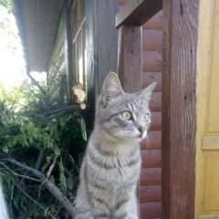 Подробнее об объявлении «Екатеринбург Пропала кошка кошечка.» Фото: пропала кошка  «Екатеринбург Пропала кошка кошечка.» в г. Екатеринбург