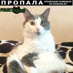 Подробнее об объявлении «Пропал кот тимоша 3 года Сочи» Фото: пропала кошка  «Пропал кот тимоша 3 года Сочи» в г. Сочи