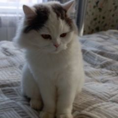 Подробнее об объявлении «Ковров Пропала кошка» Фото: пропала кошка  «Ковров Пропала кошка» в г. Ковров