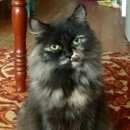 Подробнее об объявлении «Пропала кошка Томск» Фото: пропала кошка  «Пропала кошка Томск» в г. Томск