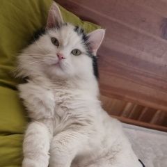Подробнее об объявлении «Пропал кот помогите найти кота Москва» Фото: пропала кошка Сибирская кошка «Пропал кот помогите найти кота Москва» в г. Москва