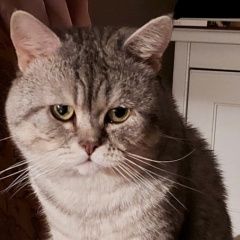 Подробнее об объявлении «Пропал кот Гулькевичи» Фото: пропала кошка  «Пропал кот Гулькевичи» в г. Гулькевичи