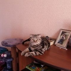 Подробнее об объявлении «Пропала кошка, Краснодар» Фото: пропала кошка Британская короткошерстная «Пропала кошка, Краснодар» в г. Краснодар