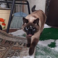 Подробнее об объявлении «Пропал котик Пенза» Фото: пропала кошка Сиамская кошка «Пропал котик Пенза» в г. Пенза