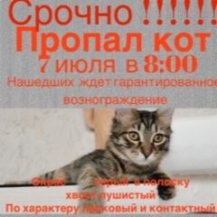 Подробнее об объявлении «Пропал кот Сходня» Фото: пропала кошка  «Пропал кот Сходня» в г. Сходня