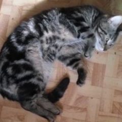 Подробнее об объявлении «Москва Пропал кот м. тульская» Фото: пропала кошка  «Москва Пропал кот м. тульская» в г. Москва