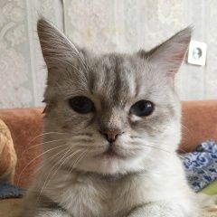 Подробнее об объявлении «Пропала кошка Луга» Фото: пропала кошка >  Скоттиш фолд (шотландская вислоухая) и  скоттиш страйт «Пропала кошка Луга» в г. Луга