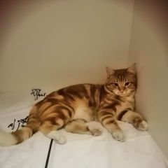 Подробнее об объявлении «Пропал кот Владивосток» Фото: пропала кошка  «Пропал кот Владивосток» в г. Владивосток