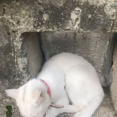 Подробнее об объявлении «Пропала кошка на кошке надеты ошейника красный и зел Щербинка» Фото: пропала кошка  «Пропала кошка на кошке надеты ошейника красный...» в г. Щербинка