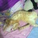 Подробнее об объявлении «Омск Пропал кот рыжий кот» Фото: пропала кошка  «Омск Пропал кот рыжий кот» в г. Омск