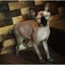 Подробнее об объявлении «Пропал кот Новороссийск» Фото: пропала кошка Канадский сфинкс «Пропал кот Новороссийск» в г. Новороссийск