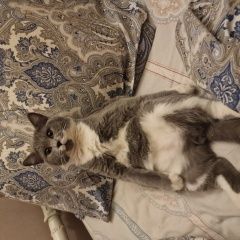 ����: ������� �����  ������ ������ ��� ��������� ����� � ������ ������� � �. �����