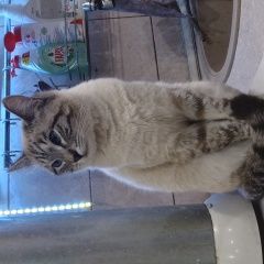 Подробнее об объявлении «Пропал кот Павловский Посад» Фото: пропала кошка  «Пропал кот Павловский Посад» в г. Павловский Посад