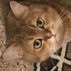 Подробнее об объявлении «Ногинск Пропал кот» Фото: пропала кошка Скоттиш страйт (шотландская прямоухая) «Ногинск Пропал кот» в г. Ногинск