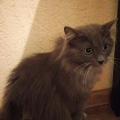 Подробнее об объявлении «Москва Пропала кошка» Фото: пропала кошка  «Москва Пропала кошка» в г. Москва