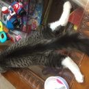 Подробнее об объявлении «Жуковский Пропал кот» Фото: пропала кошка  «Жуковский Пропал кот» в г. Жуковский