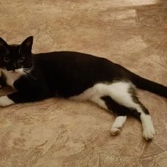 ����: ������� �����  ���������� ������ ��� � �. ���������