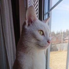 Подробнее об объявлении «Пропал кот Дмитров» Фото: пропала кошка  «Пропал кот Дмитров» в г. Дмитров