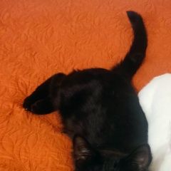 Подробнее об объявлении «Пропал кот черный кот Мошенское» Фото: пропала кошка  «Пропал кот черный кот Мошенское» в г. Мошенское