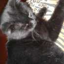 Подробнее об объявлении «Пропал кот помогите найти Феодосия» Фото: пропала кошка  «Пропал кот помогите найти Феодосия» в г. Феодосия