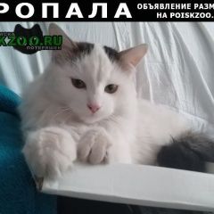 Подробнее об объявлении «Пенза Пропал кот» Фото: пропала кошка  «Пенза Пропал кот» в г. Пенза