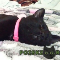 Подробнее об объявлении «Пропал кот чёрный кот катя Москва» Фото: пропала кошка  «Пропал кот чёрный кот катя Москва» в г. Москва