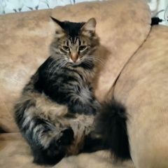 Подробнее об объявлении «Пропал кот Кинешма» Фото: пропала кошка Сибирская кошка «Пропал кот Кинешма» в г. Кинешма